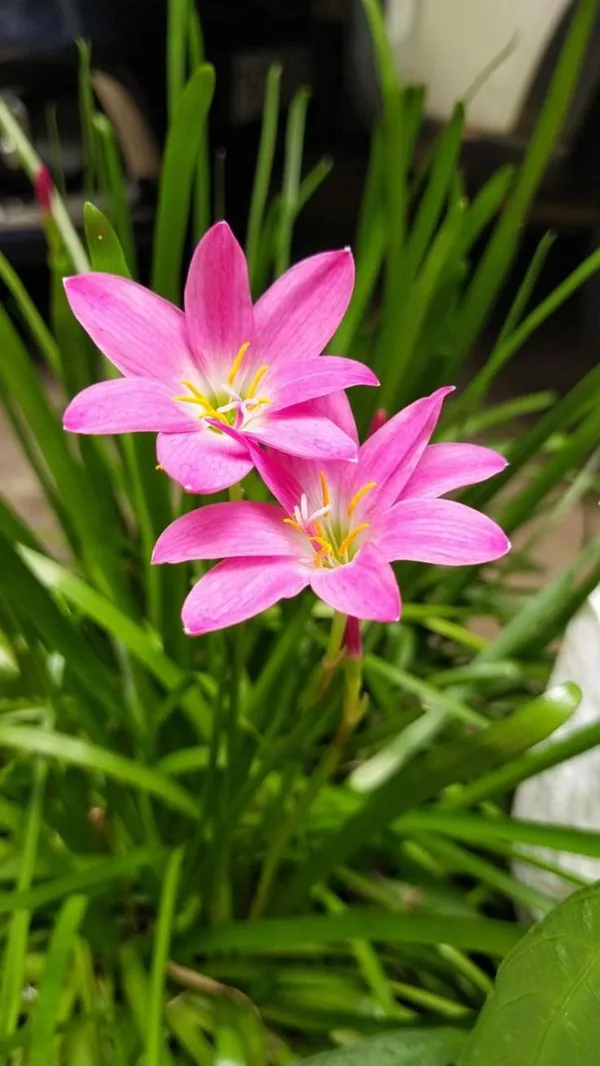 Mixed_Colour_Rain_Lily_Flowering_Plant