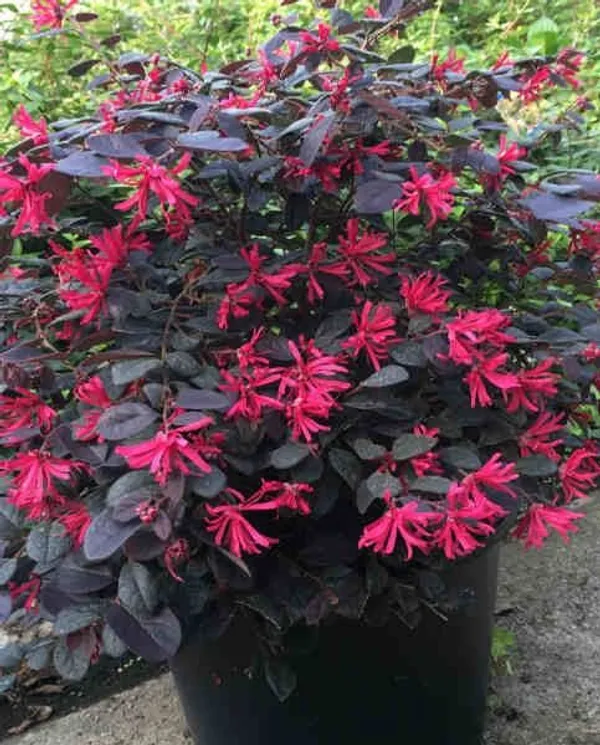 Pink_Flowering_Purple_Leaf_Ornamental_Plant