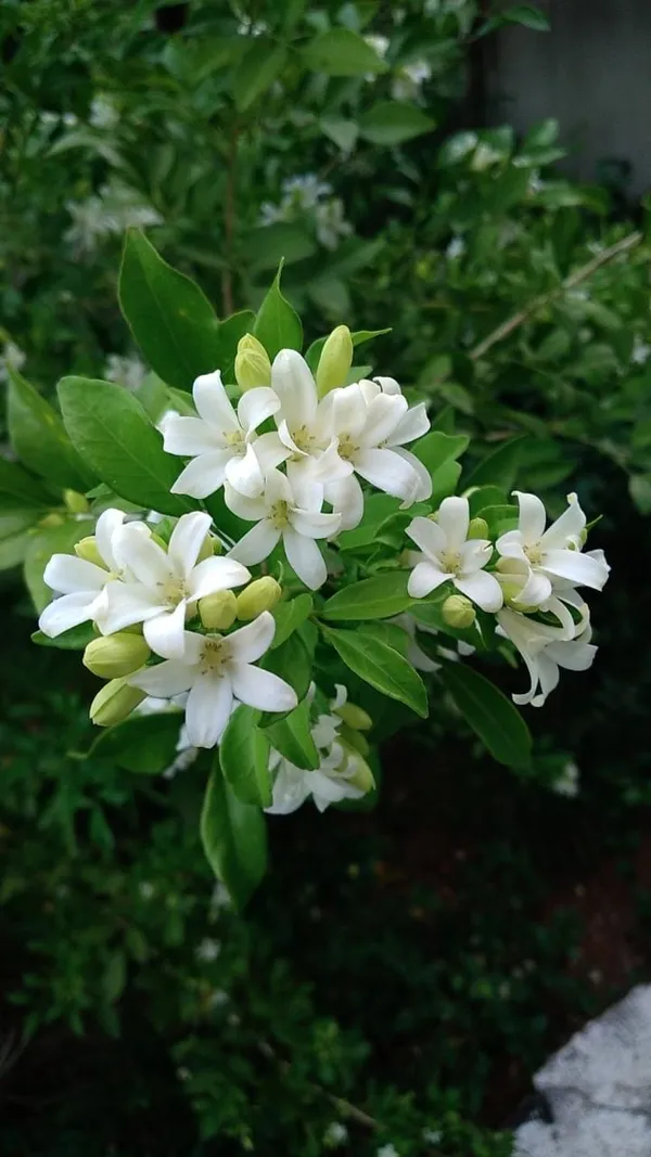 White_Flowering_Green_Leafy_Garden_Plant