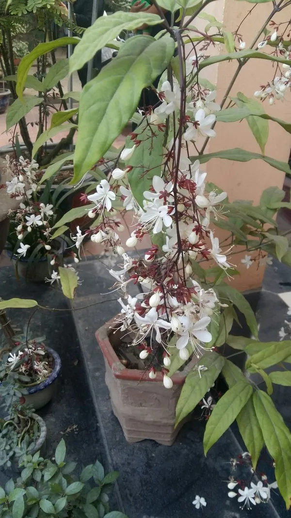 White_Flowering_Clerodendrum_Bridal_Veil_Plant