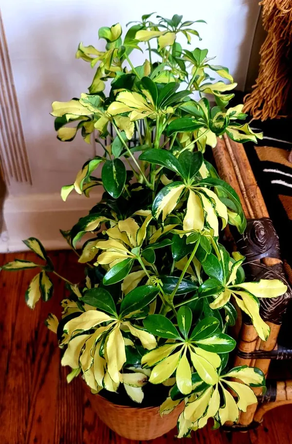 Variegated_Schefflera_Plant_in_Pot