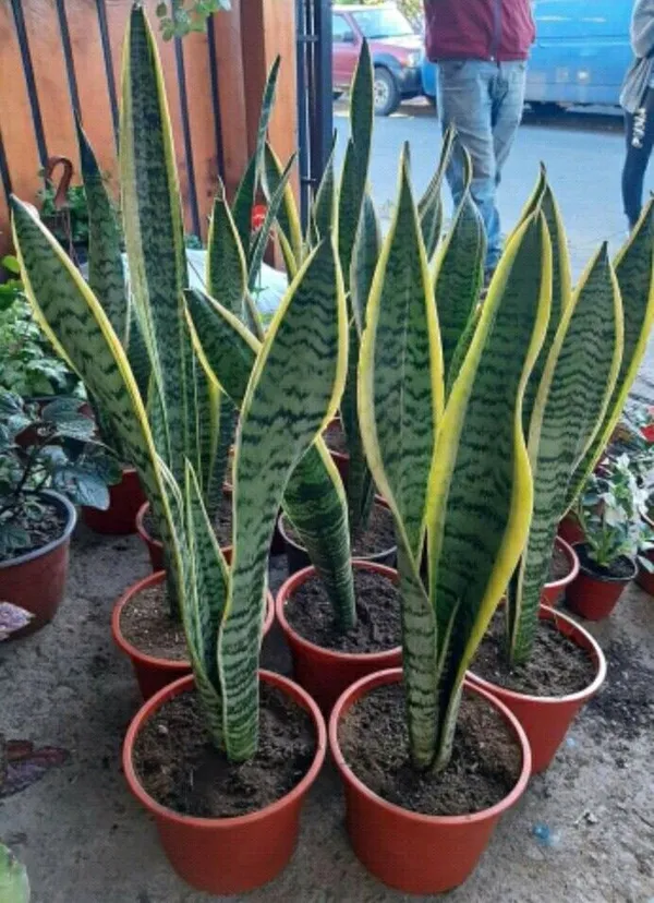 Yellow_Variegated_Snake_Plant