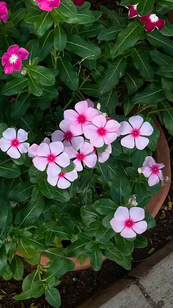 Pink_Vinca_Flowering_Plant