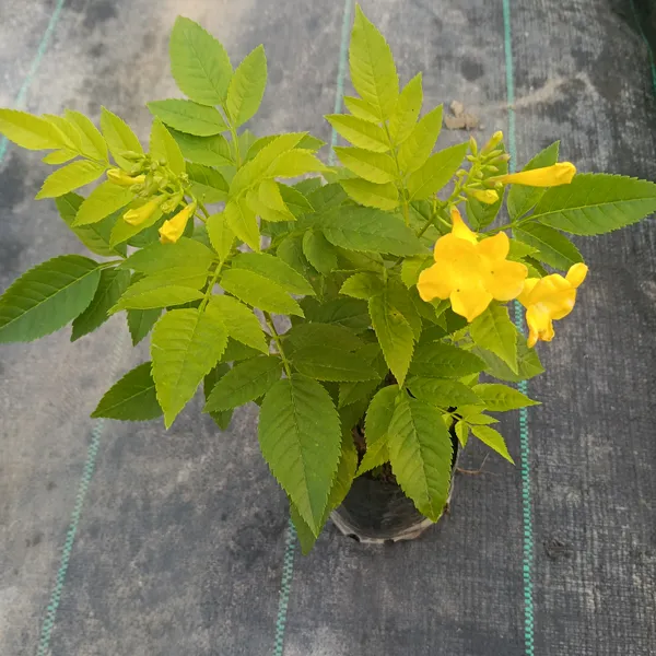 Yellow_Flowering_Live_Plant_In_Nursery_Grow_Bag