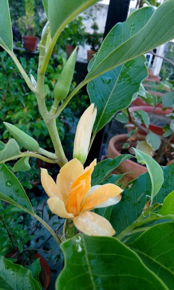 Orange_Yellow_Flowering_Plant