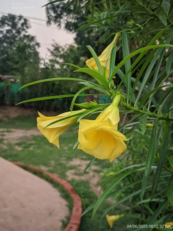 Yellow_Flowering_Oleander_Plant