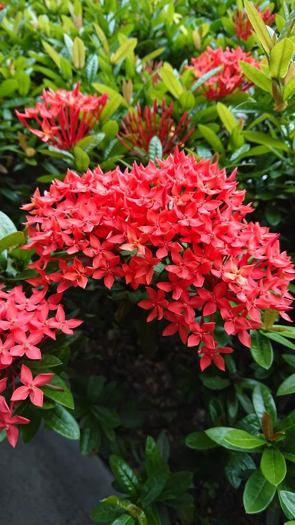 Red_Ixora_Flowering_Plant