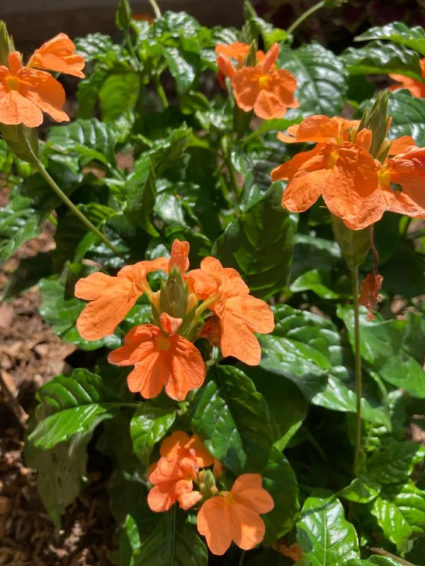 Orange_Flowering_Live_Plant