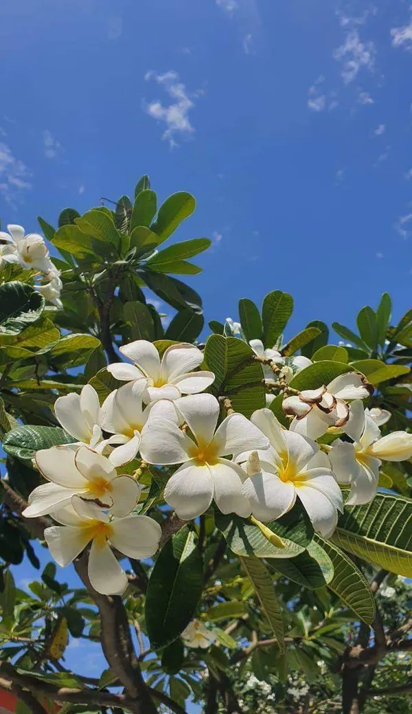White_Flowering_Plumeria_Plant