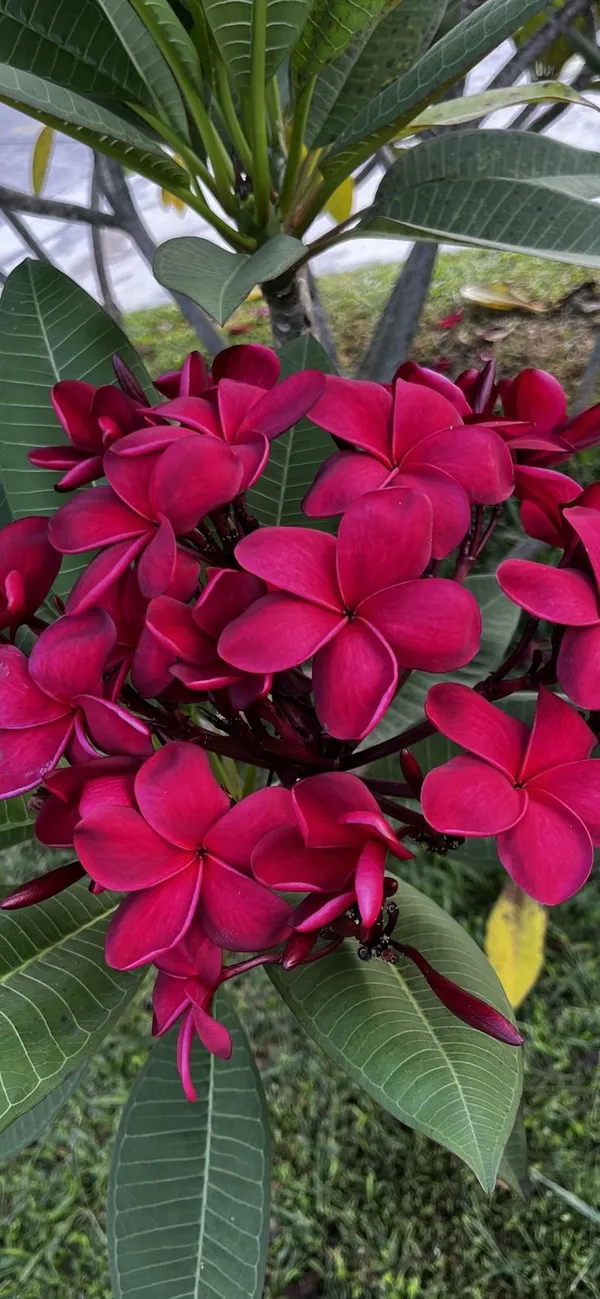 Pink_Plumeria_Flowering_Plant