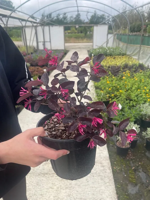 Pink_Flowering_Purple_Leaf_Ornamental_Plant