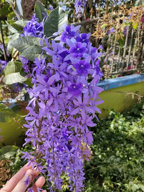 Purple_Flowering_Live_Plant