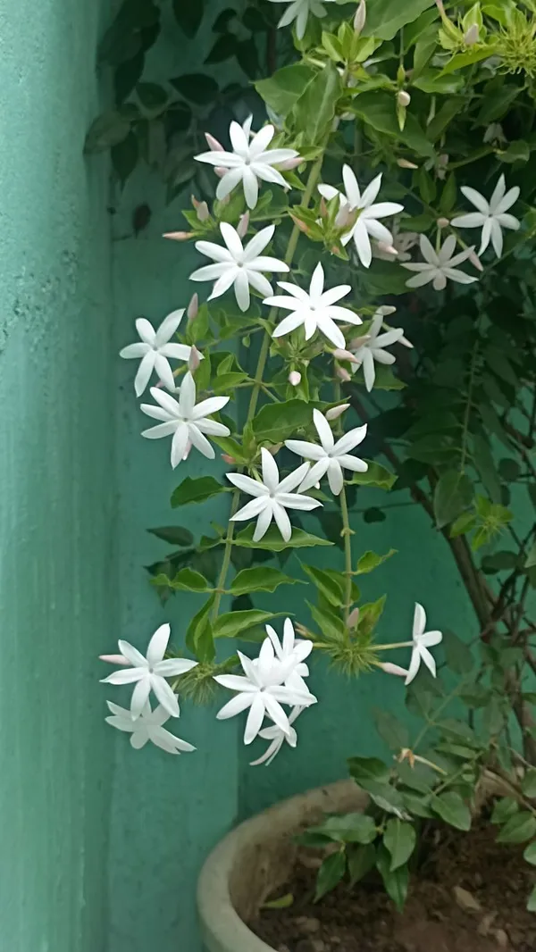 White_Star_Flowering_Jasmine_Plant