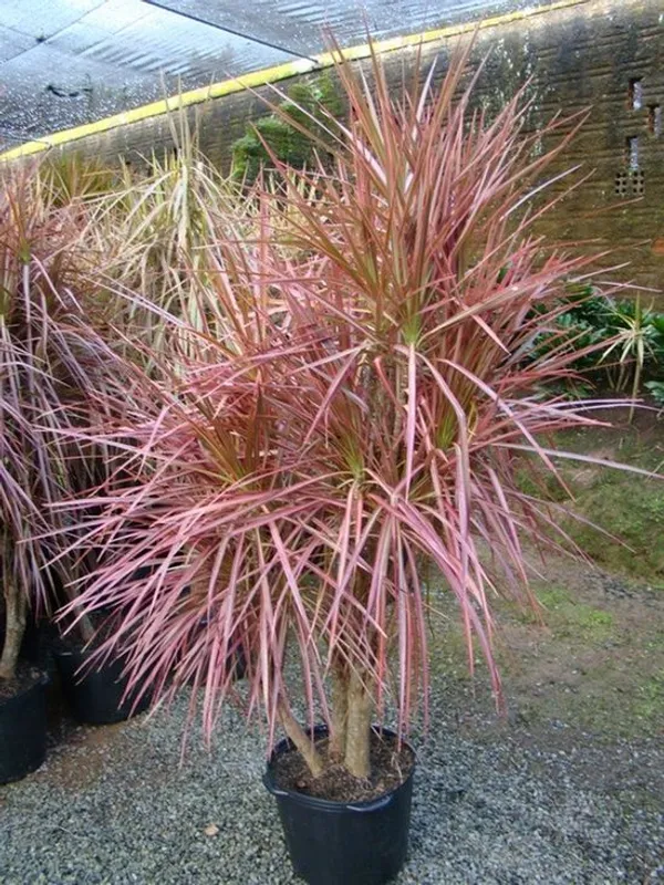 Red_And_Pink_Variegated_Dracaena_Live_Plant