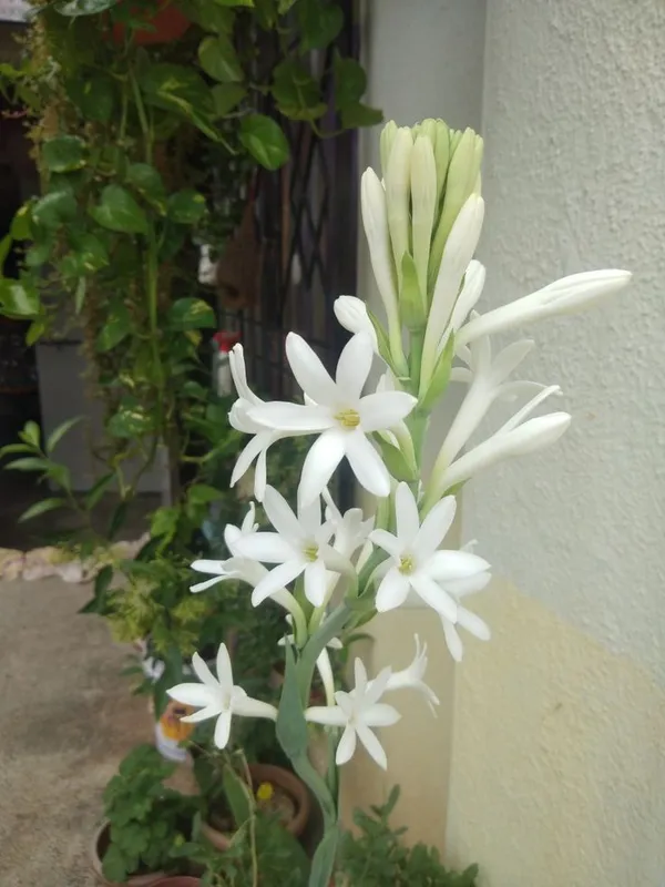 White_Tuberose_Flowering_Plant