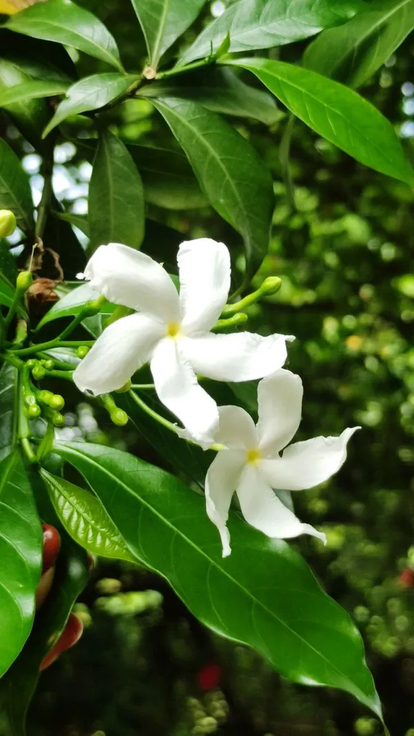 White_Flowering_Ornamental_Plant