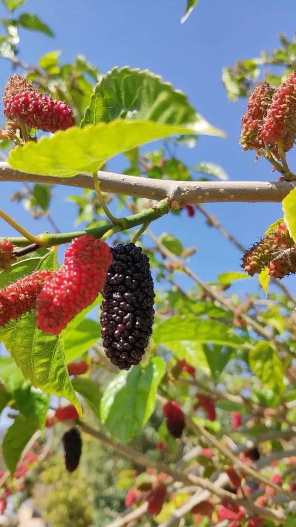 Mulberry_Fruit_Plant