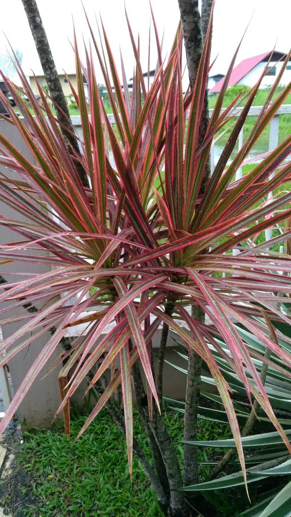 Red_And_Pink_Variegated_Dracaena_Live_Plant