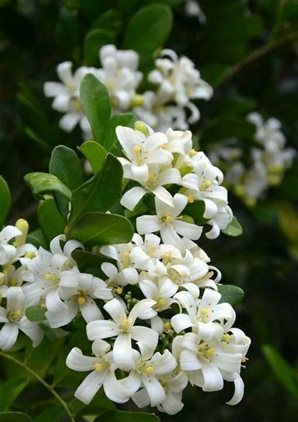 White_Flowering_Green_Leafy_Garden_Plant