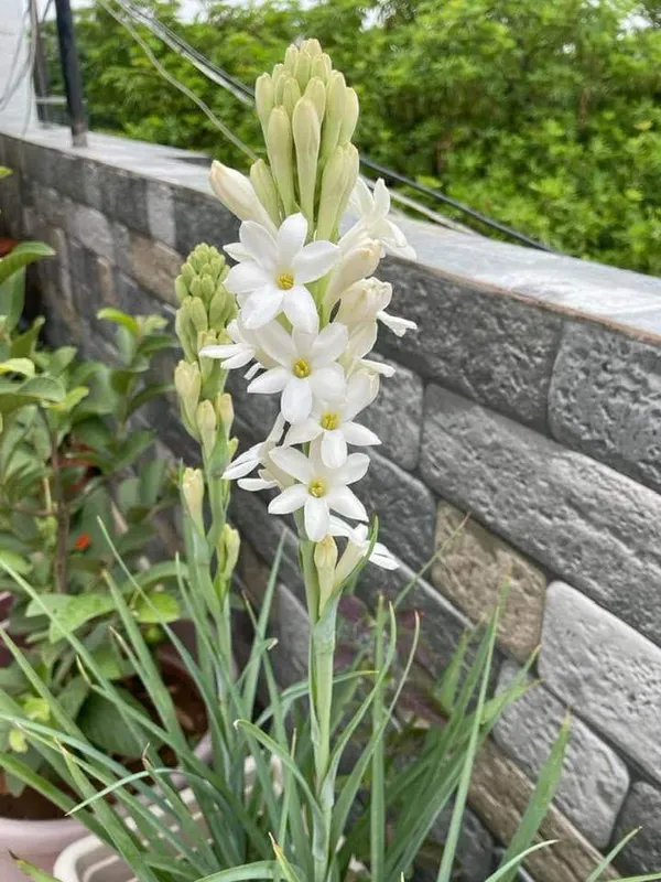 White_Tuberose_Flowering_Plant