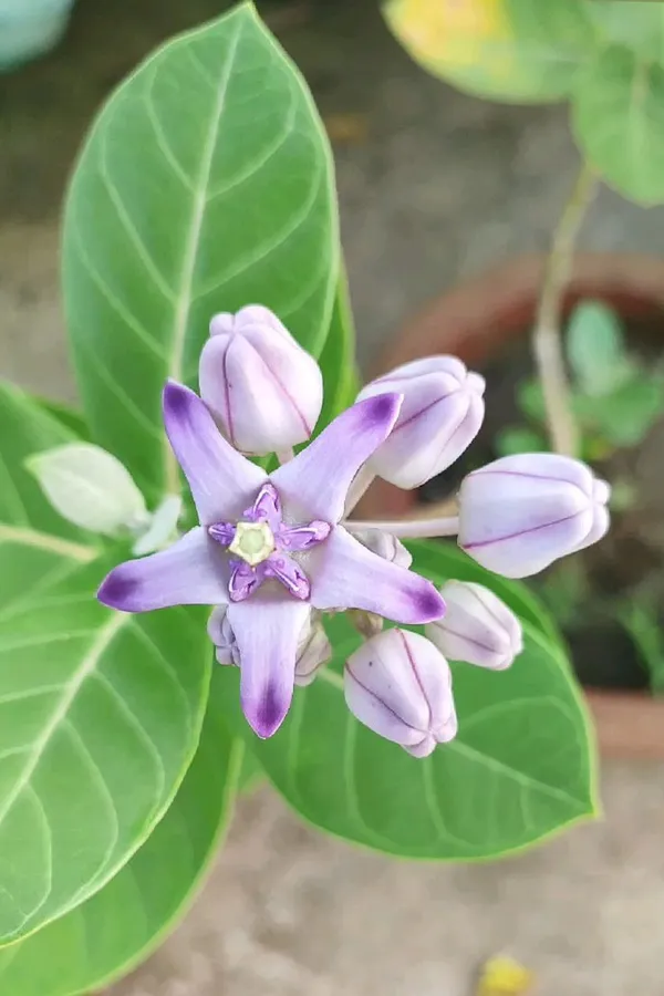 Purple_And_White_Flowering_Plant