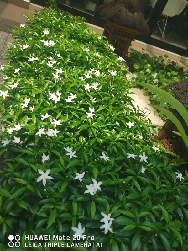 Green_White_Flowering_Shrub_Plant