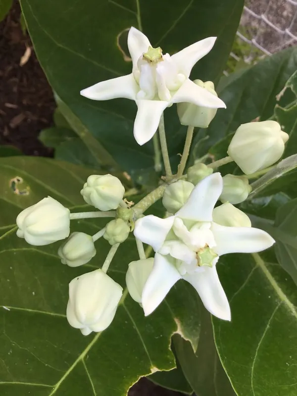 Purple_And_White_Flowering_Plant