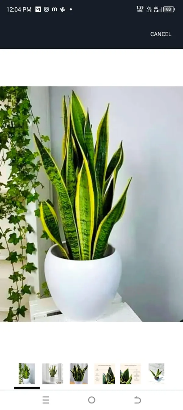 Yellow_Variegated_Snake_Plant