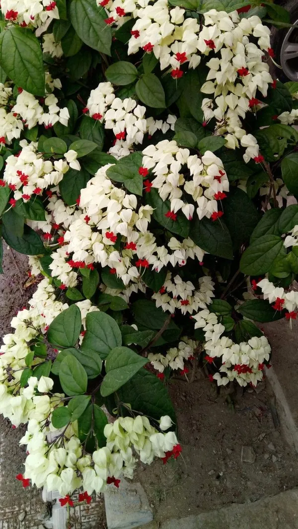 White_And_Red_Flowering_Ornamental_Plant