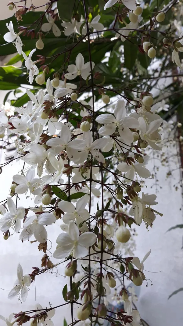 White_Flowering_Clerodendrum_Bridal_Veil_Plant