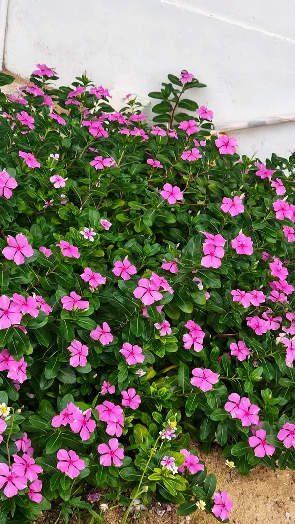 Pink_Vinca_Flowering_Plant