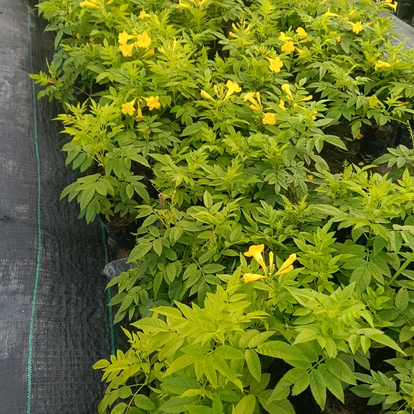 Yellow_Flowering_Live_Plant_In_Nursery_Grow_Bag
