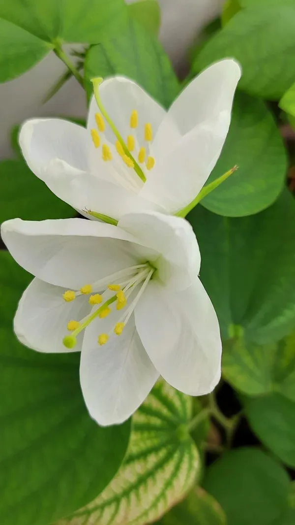 White_Flowering_Plant_With_Heart-Shaped_Leaves