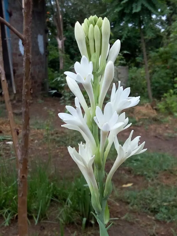 White_Tuberose_Flowering_Plant