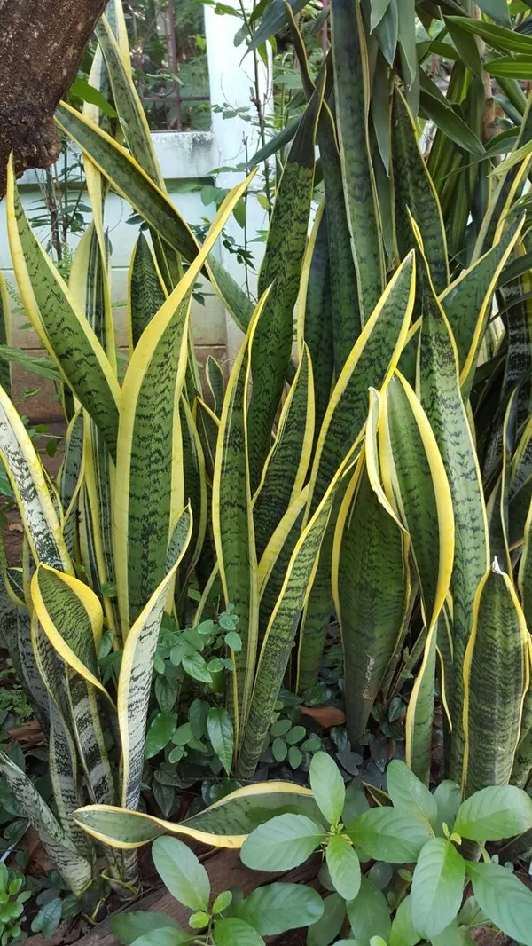 Yellow_Variegated_Snake_Plant