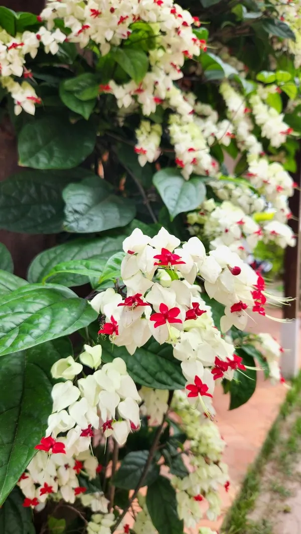 White_And_Red_Flowering_Ornamental_Plant
