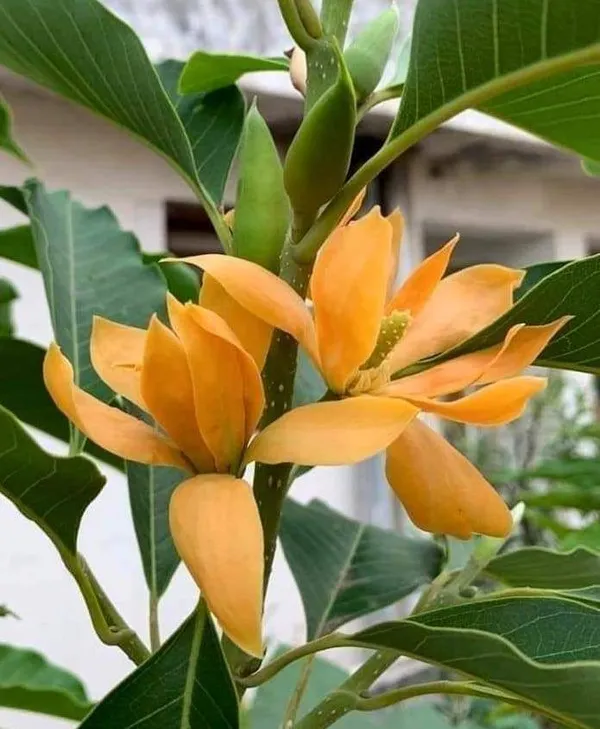 Orange_Yellow_Flowering_Plant
