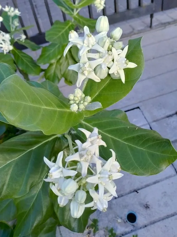 Purple_And_White_Flowering_Plant