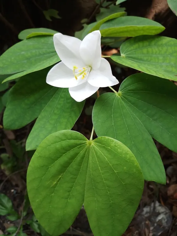 White_Flowering_Plant_With_Heart-Shaped_Leaves