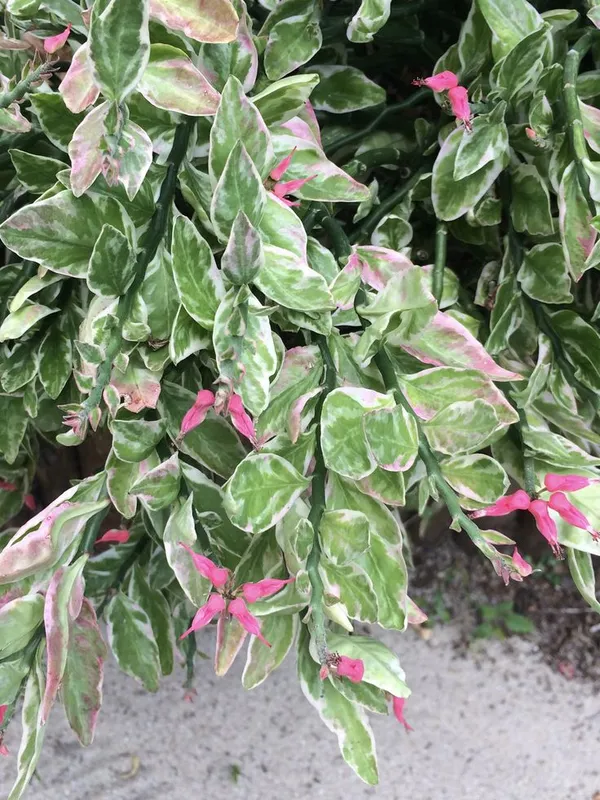 Variegated_Pink_Flowering_Ornamental_Plant