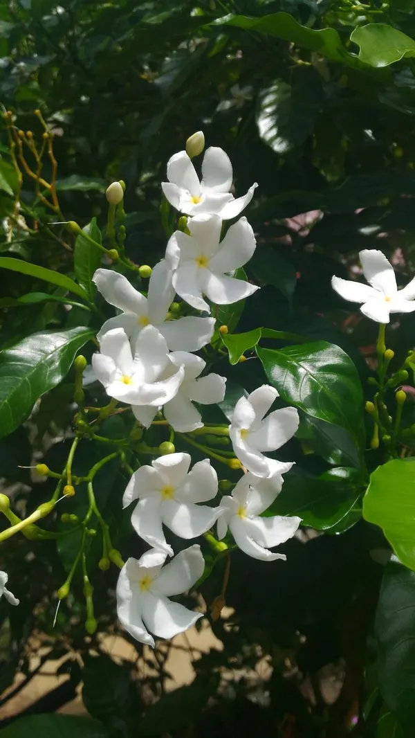 White_Flowering_Ornamental_Plant