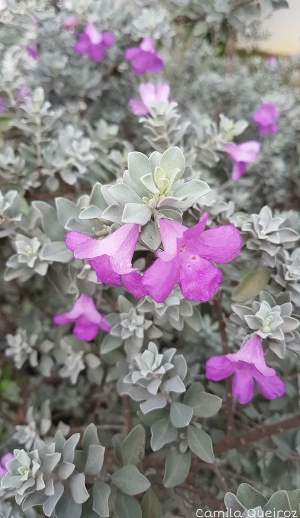 Silver_Foliage_Purple_Flowering_Potted_Plant