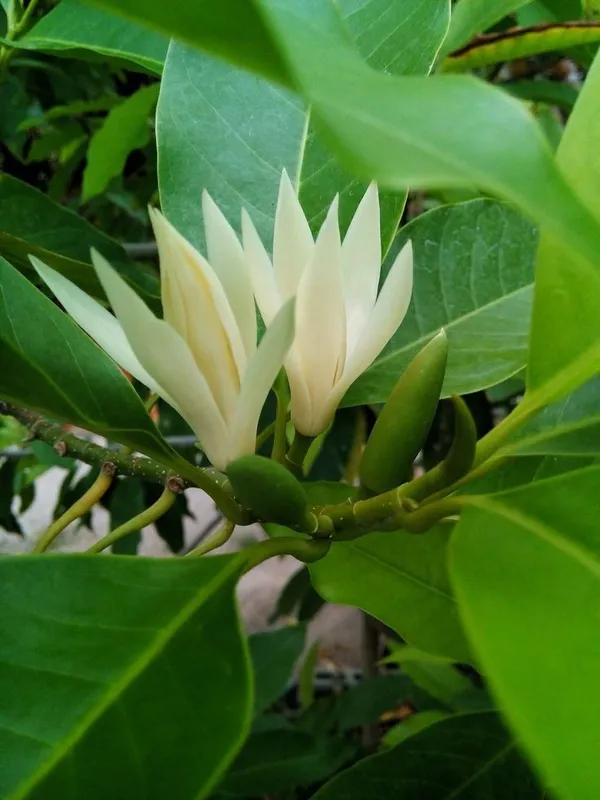White_Flowering_Plant
