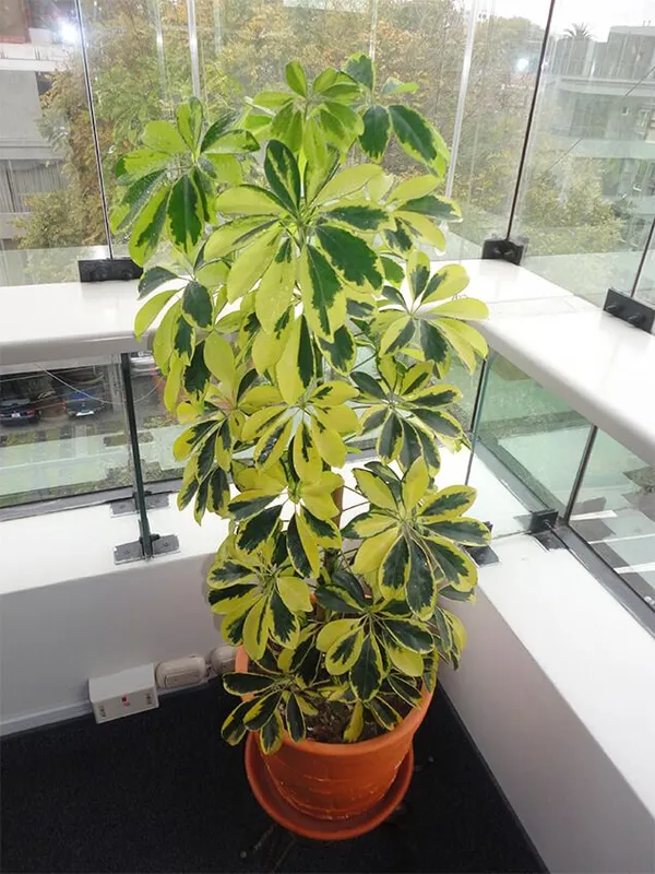 Variegated_Schefflera_Plant_in_Pot