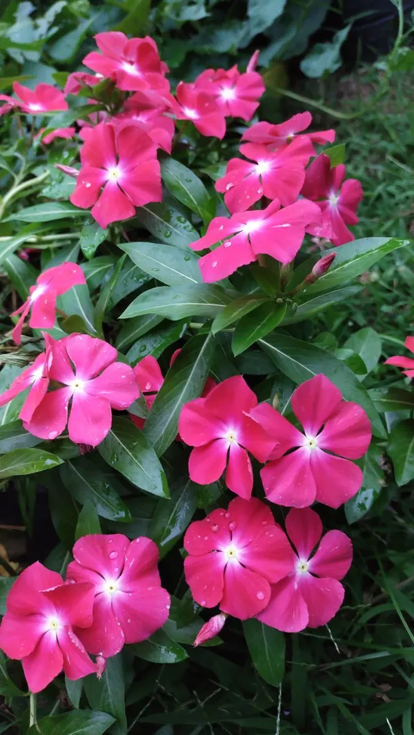 Pink_Vinca_Flowering_Plant