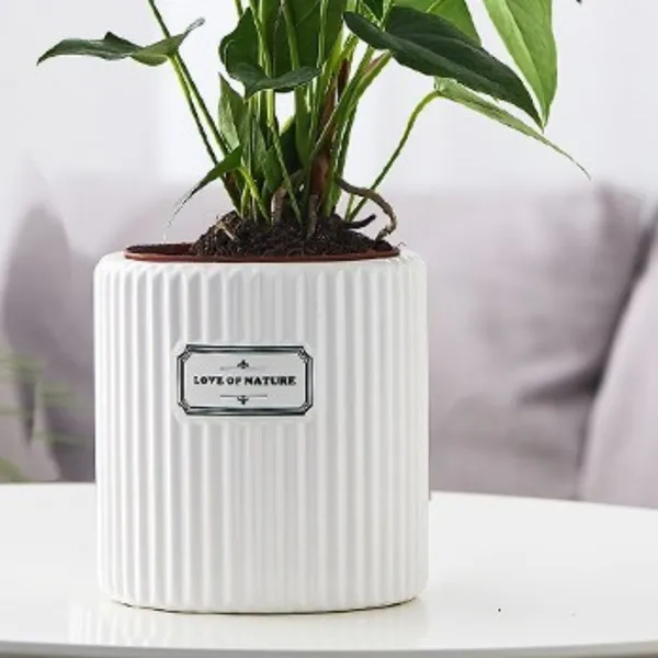 White_Ribbed_Decorative_Planter_With_Green_Indoor_Plant