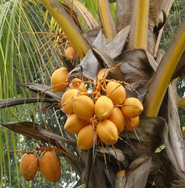 Kerala_Coconut_Palm_Live_Plant_Sapling