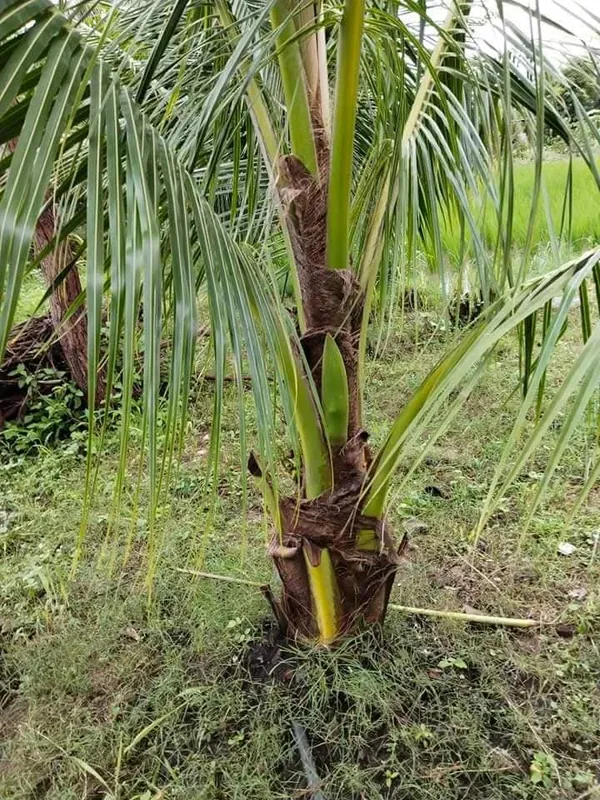 Gangabardhan_Coconut_Palm_Live_Plant_In_Grow_Bag