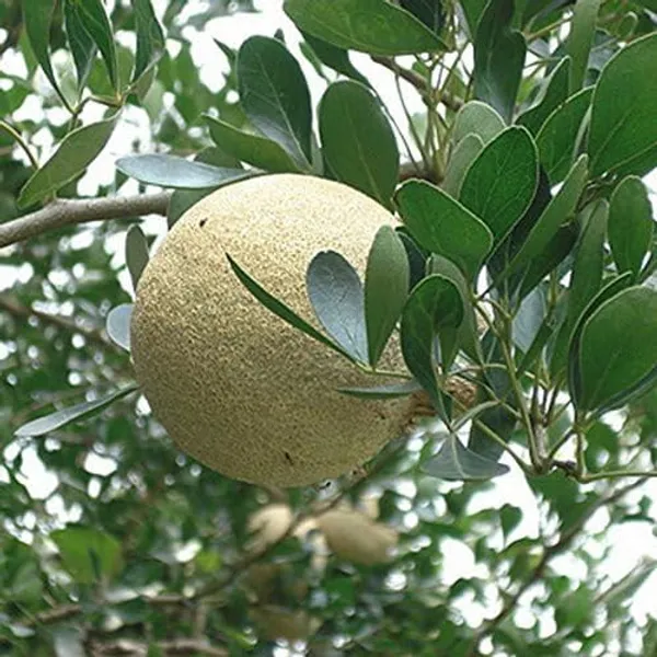 Wood_Apple_Kadbel_Fruiting_Live_Plant