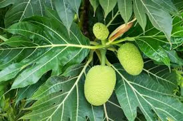 Breadfruit_Fruiting_Live_Plant